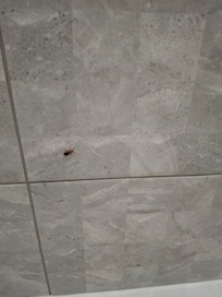 The bugs that ran around the room