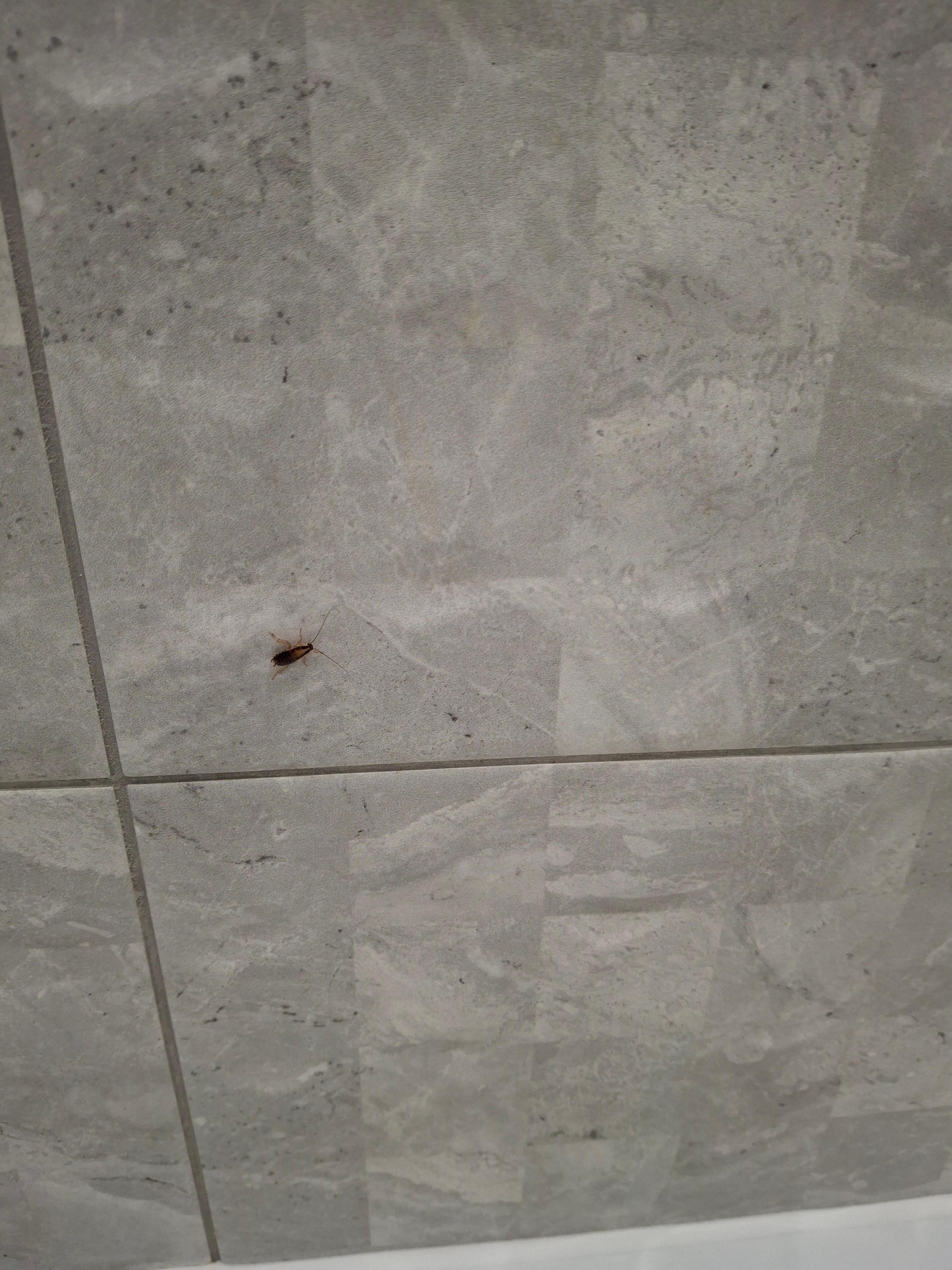 The bugs that ran around the room 
