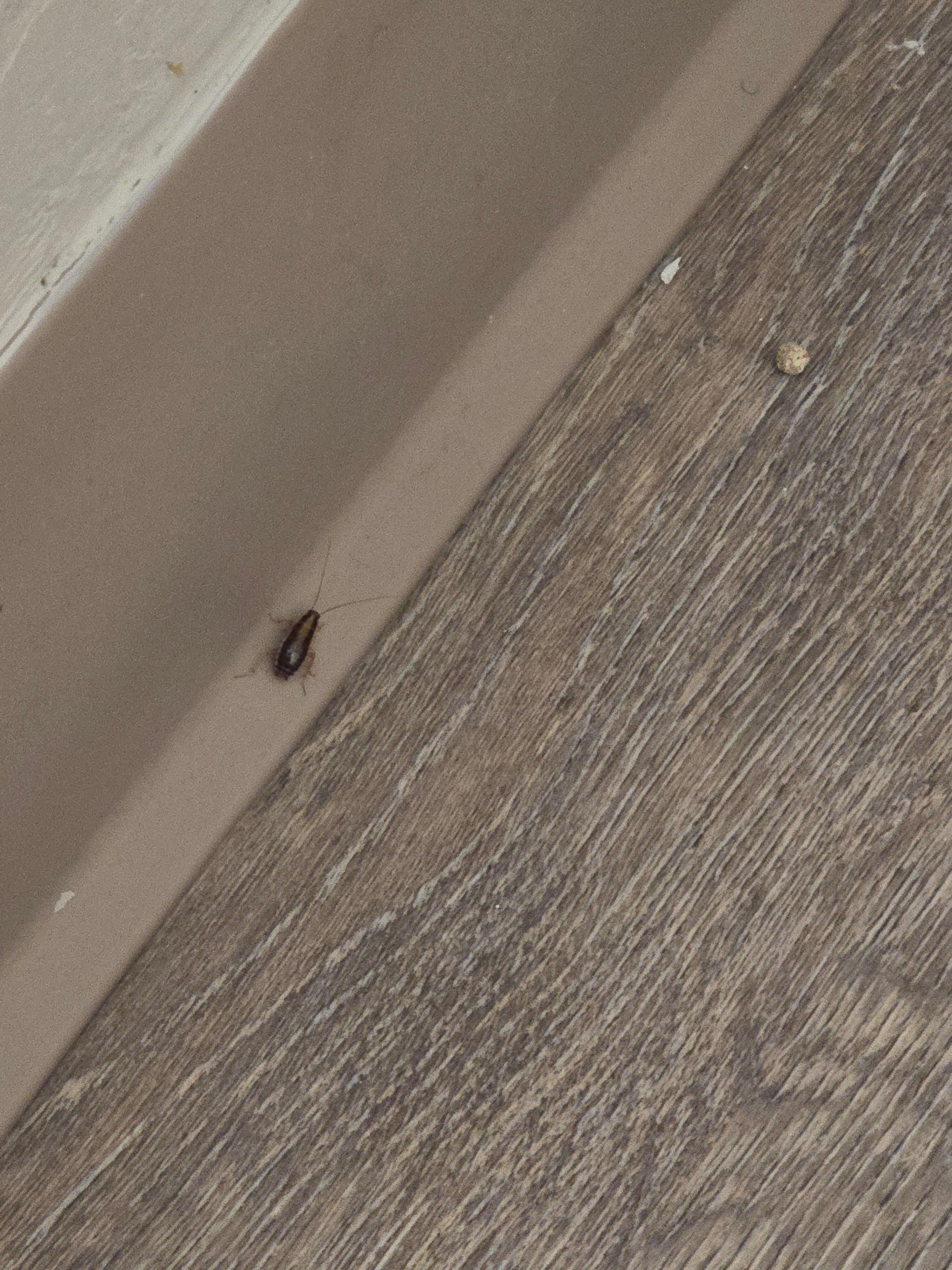 I killed 12 roaches, and saw 3 more I was unable to get because they crawled into the openings near the shower in both rooms 