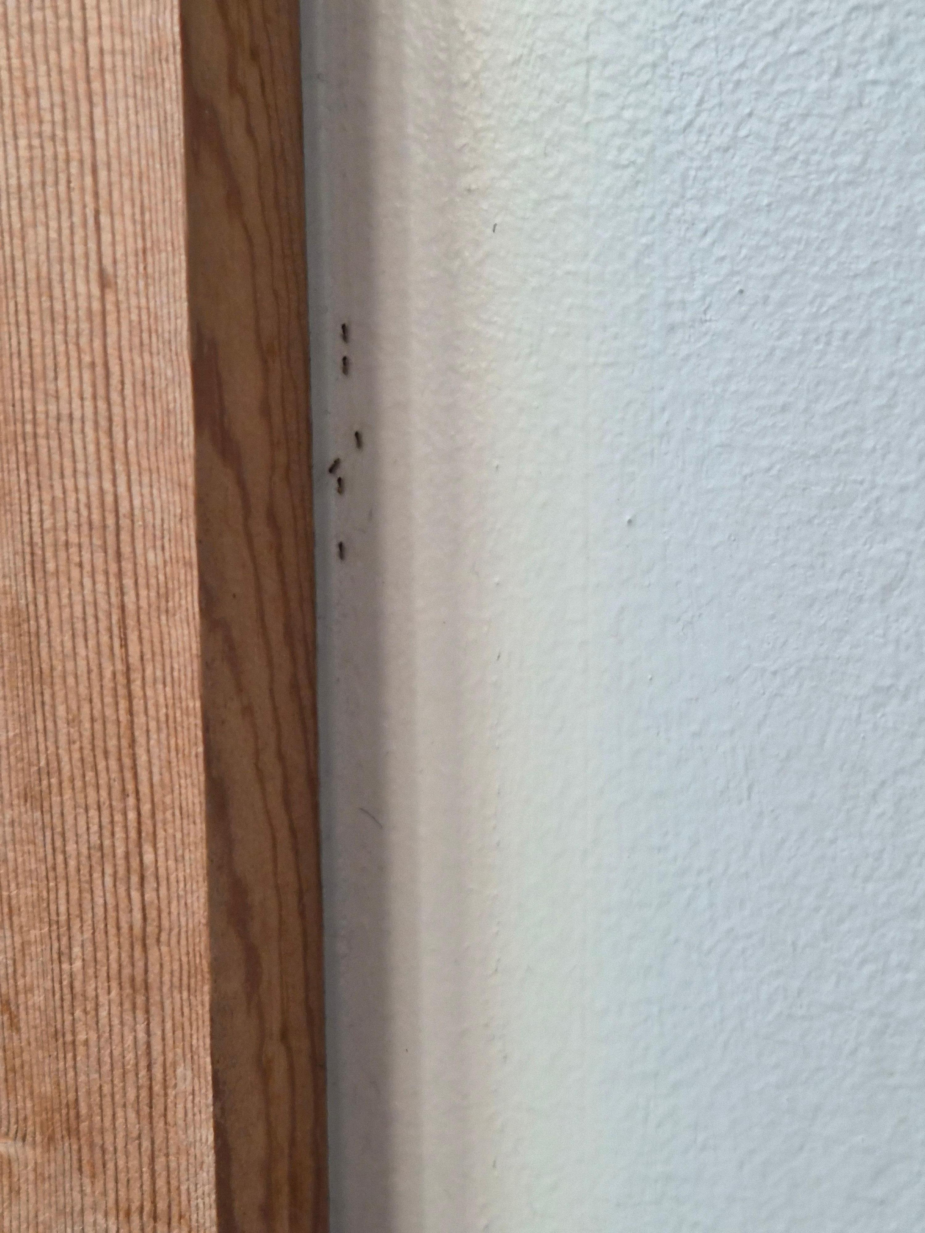 Ants crawling along the doorway in the bathroom.