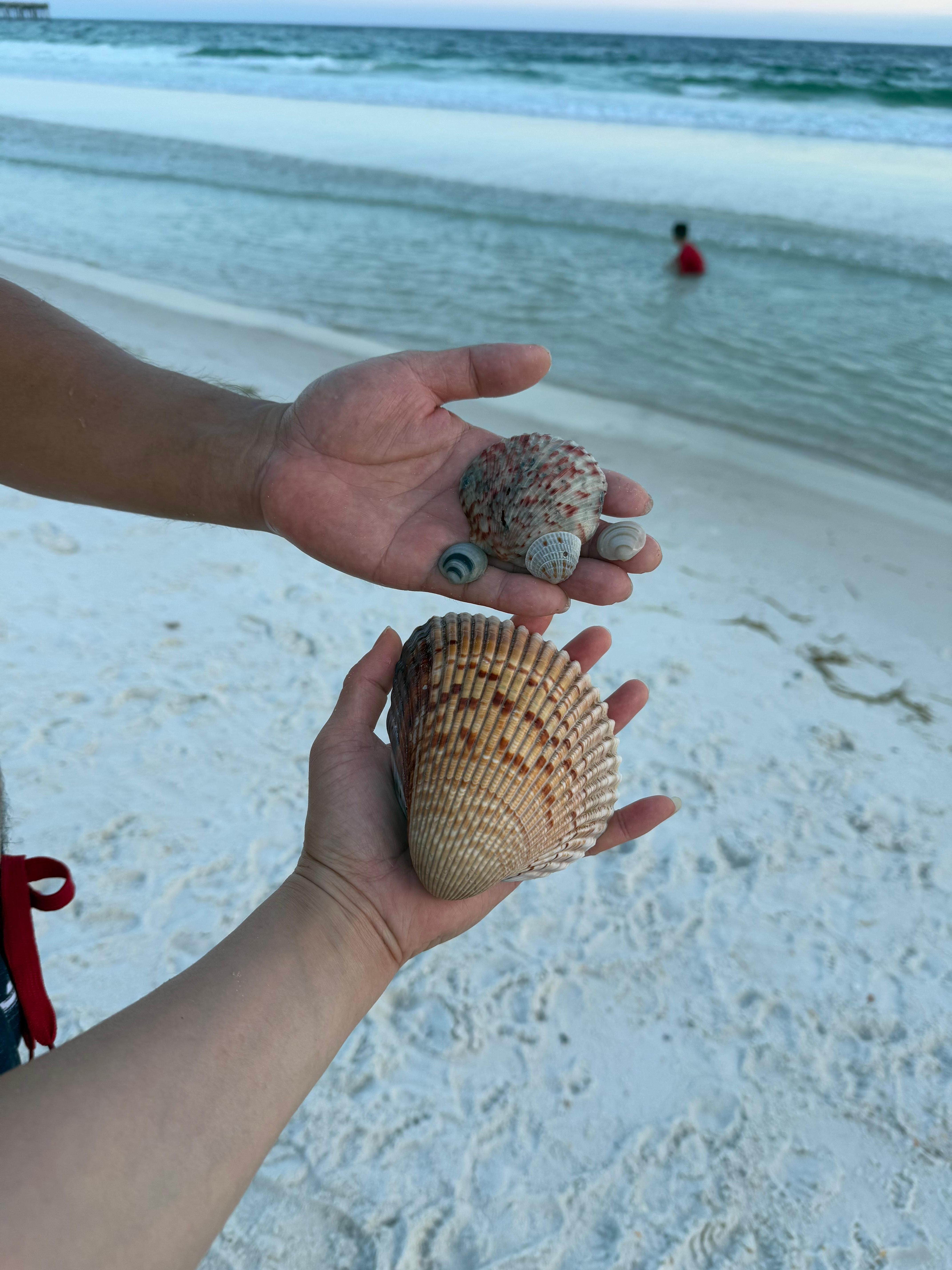 Found some beautiful shells on the beach during low tide. 