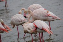 Flamingos in the Camargue.