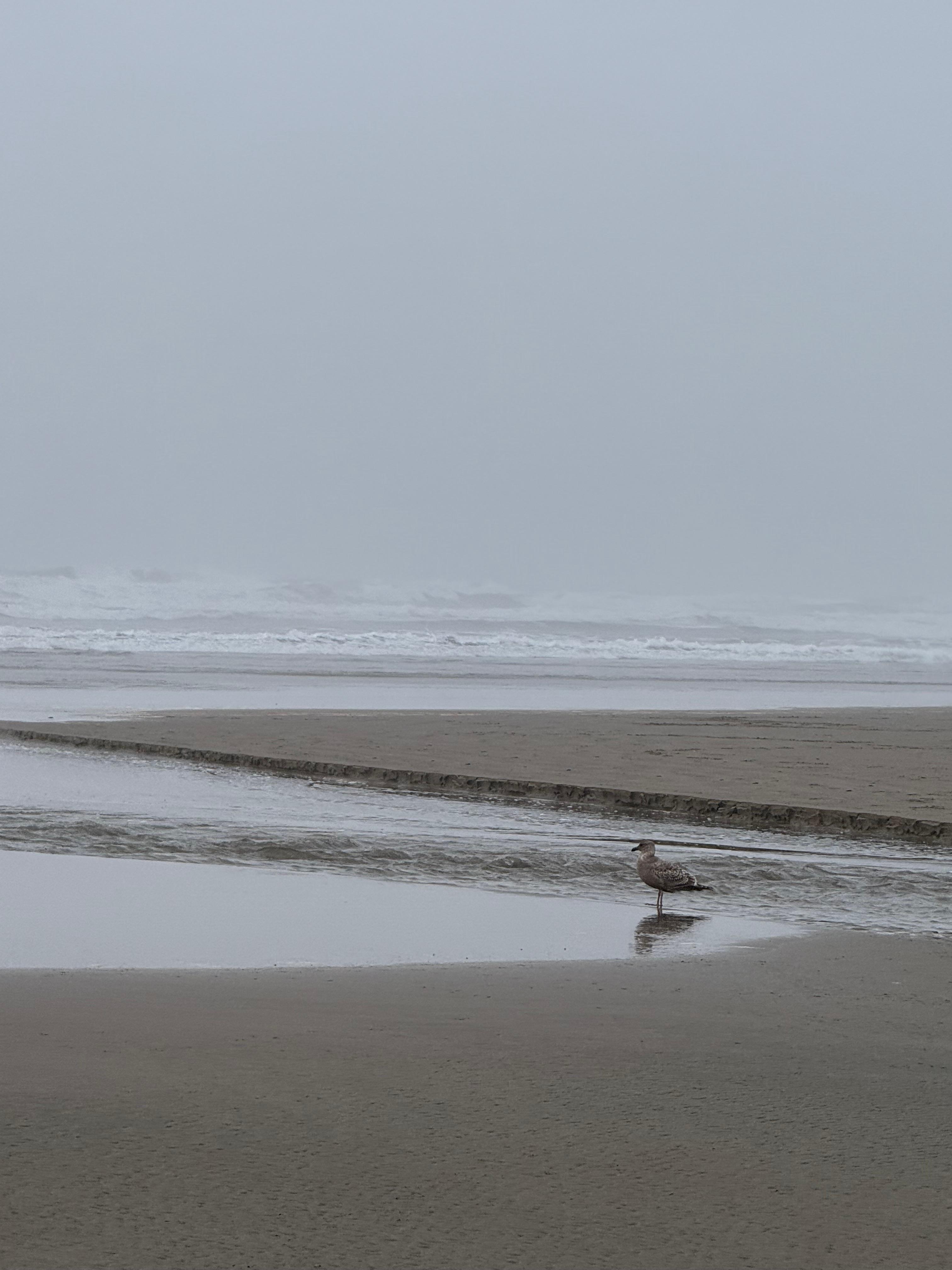 Taken on the beach behind the condo