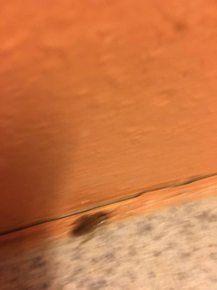 Roach