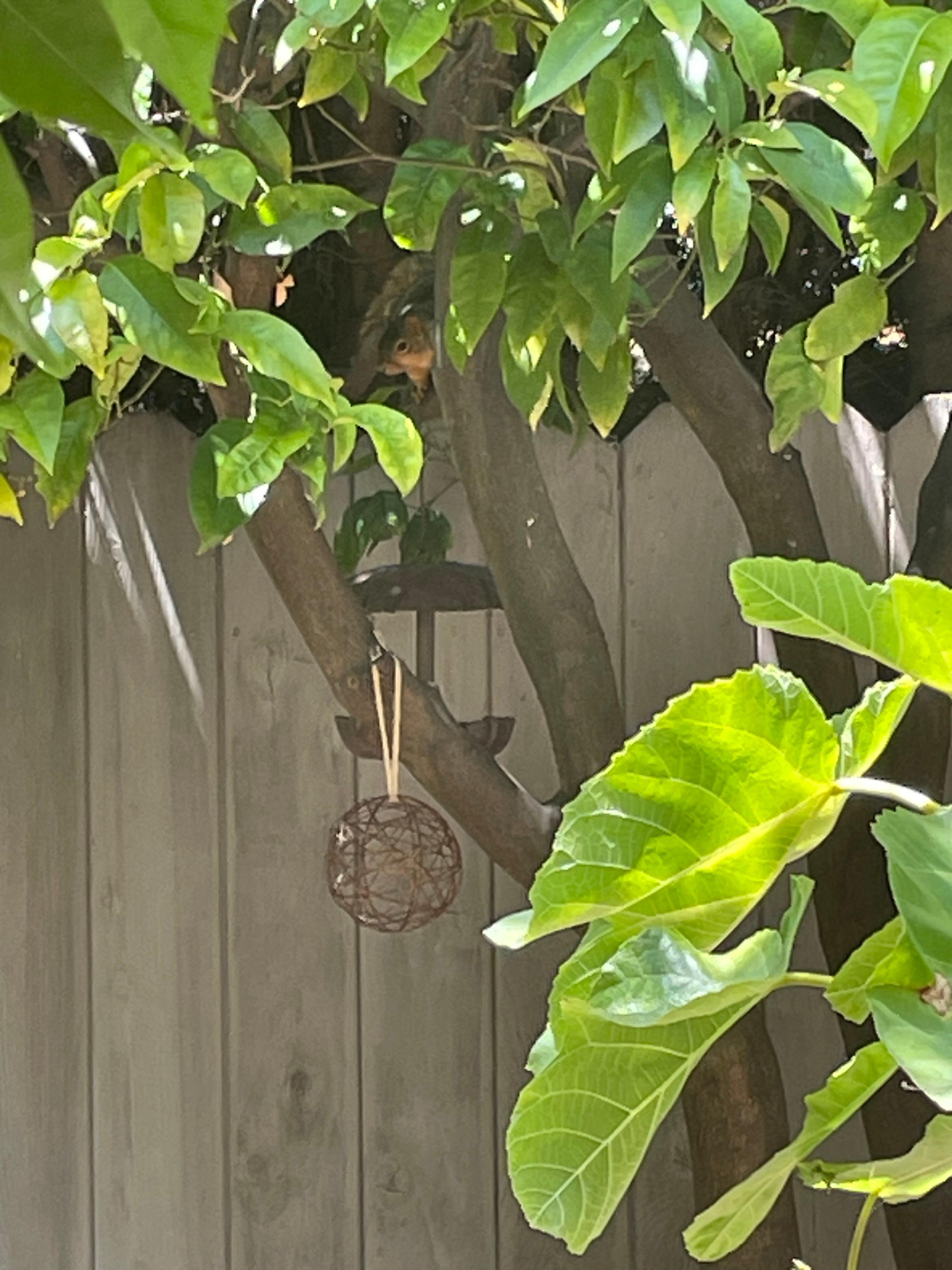 Lil squirrel saying hi. 