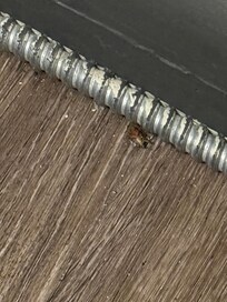 These wore the bugs I kept seeing and killed them