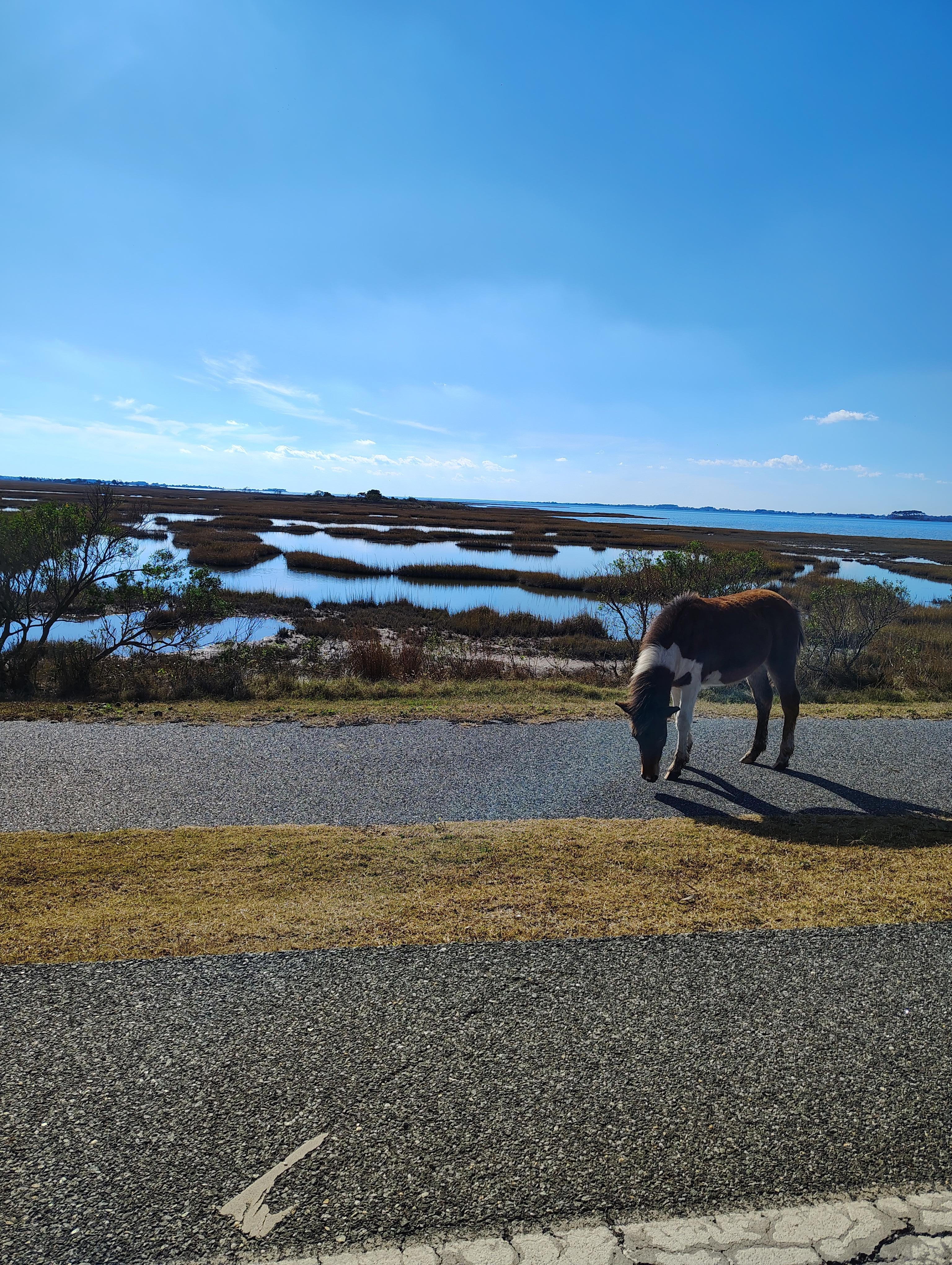 Very close to Assateague and Ocean City.