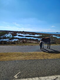 Very close to Assateague and Ocean City.