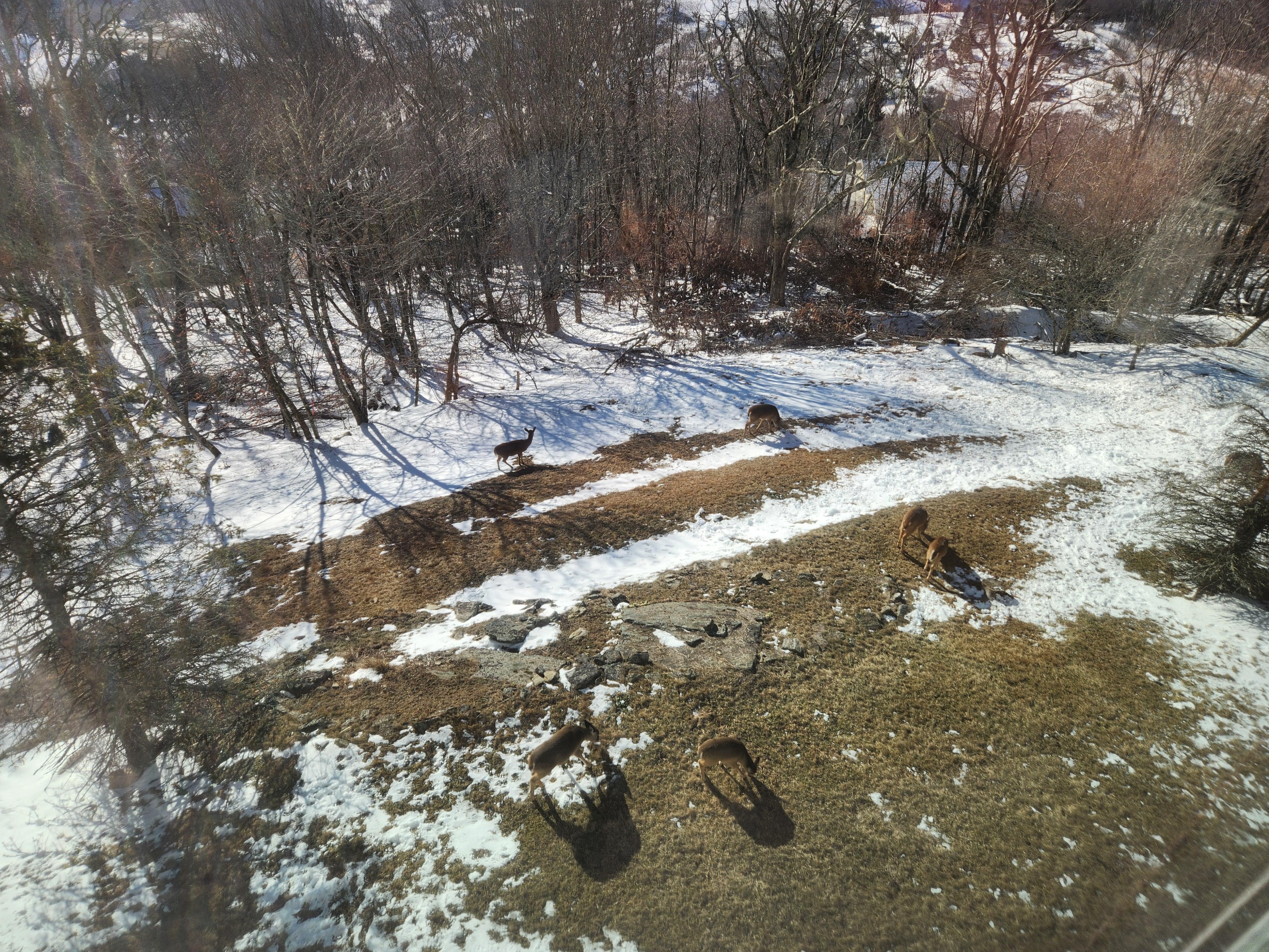 Deer outside the window.