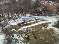 Deer outside the window.