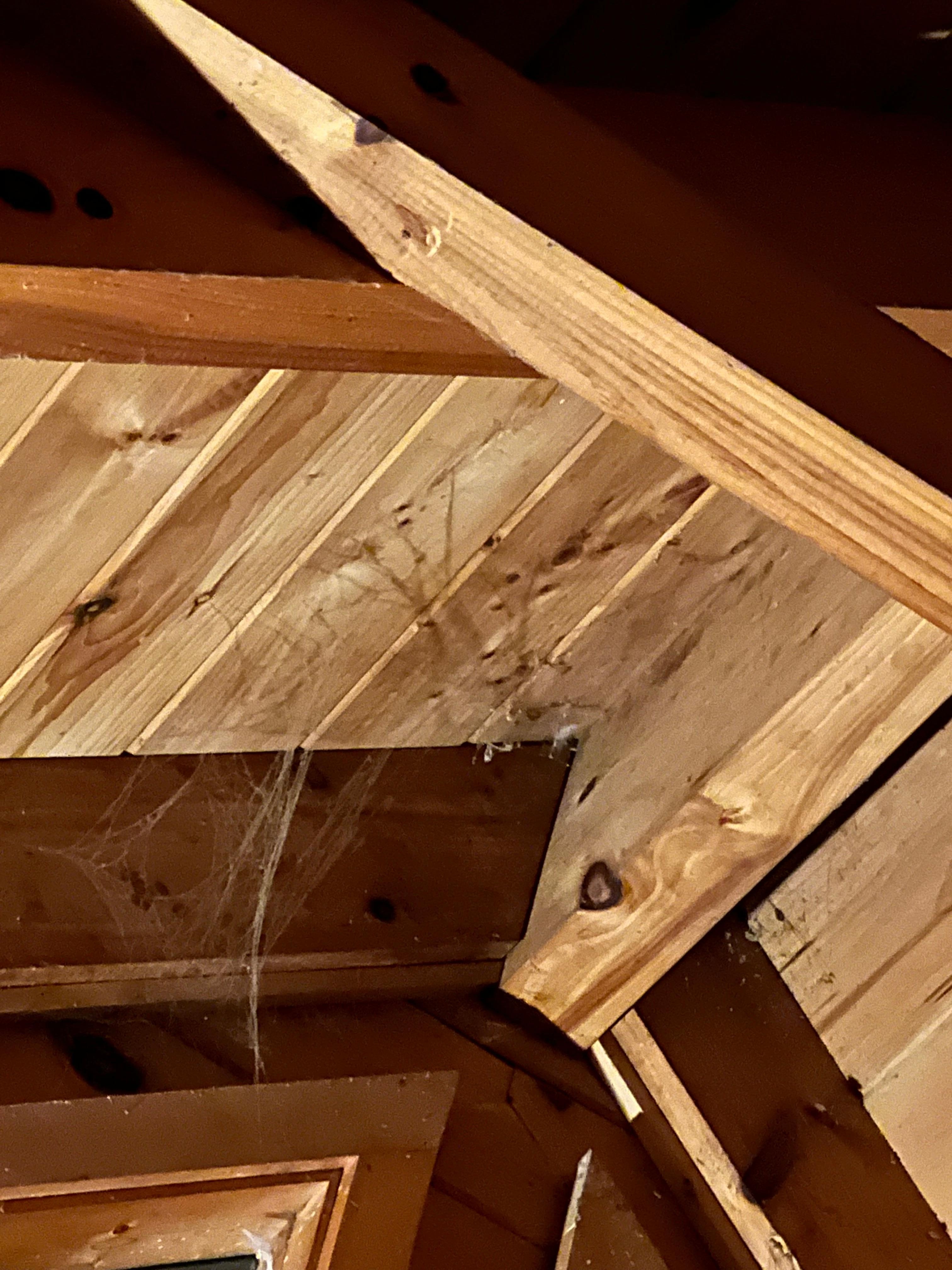 Cob web with eggs in livingroom celing