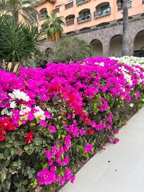 Tonalidades de las bugambilias