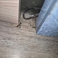 Rat droppings