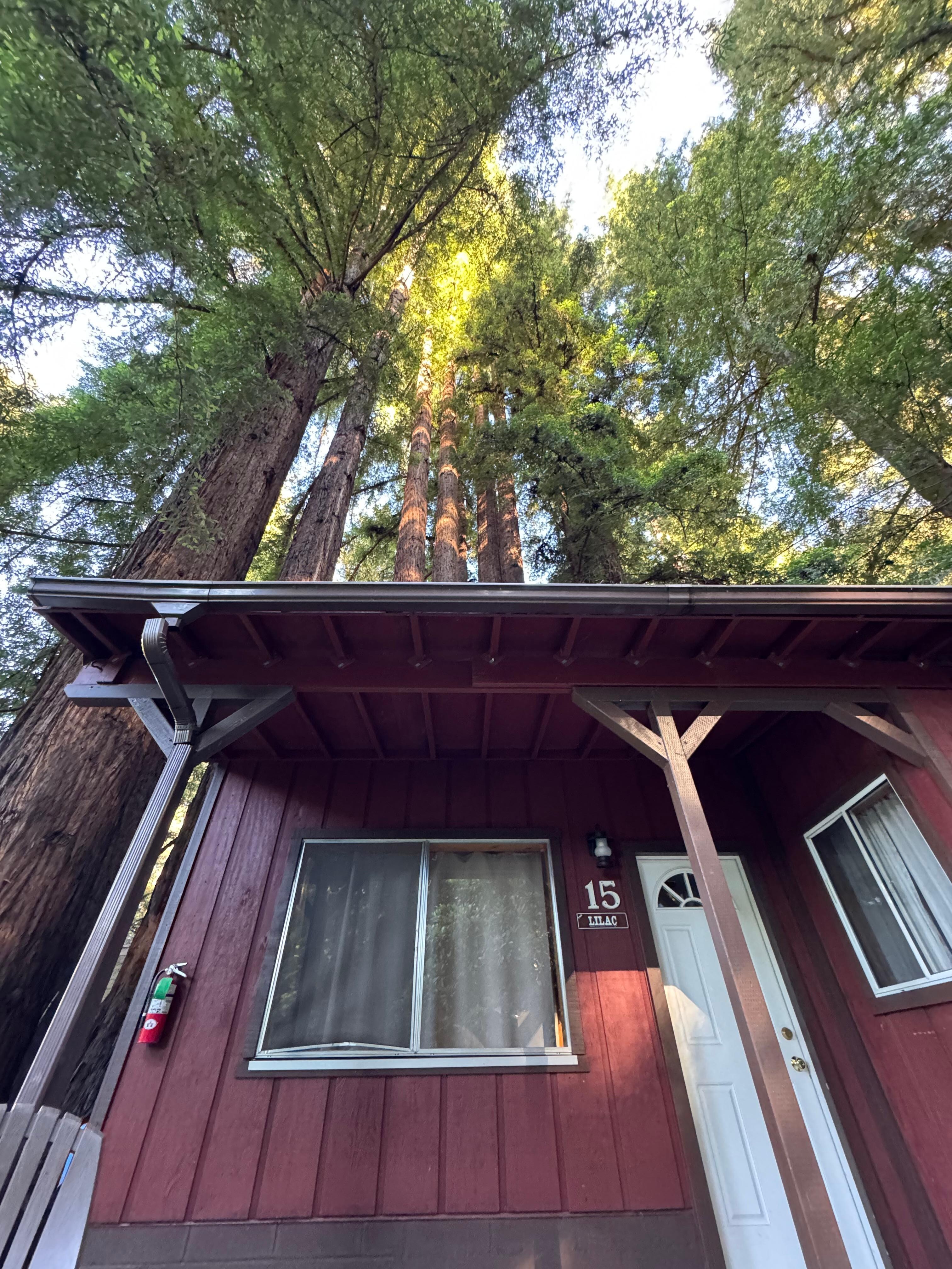 Loved waking up to the trees.