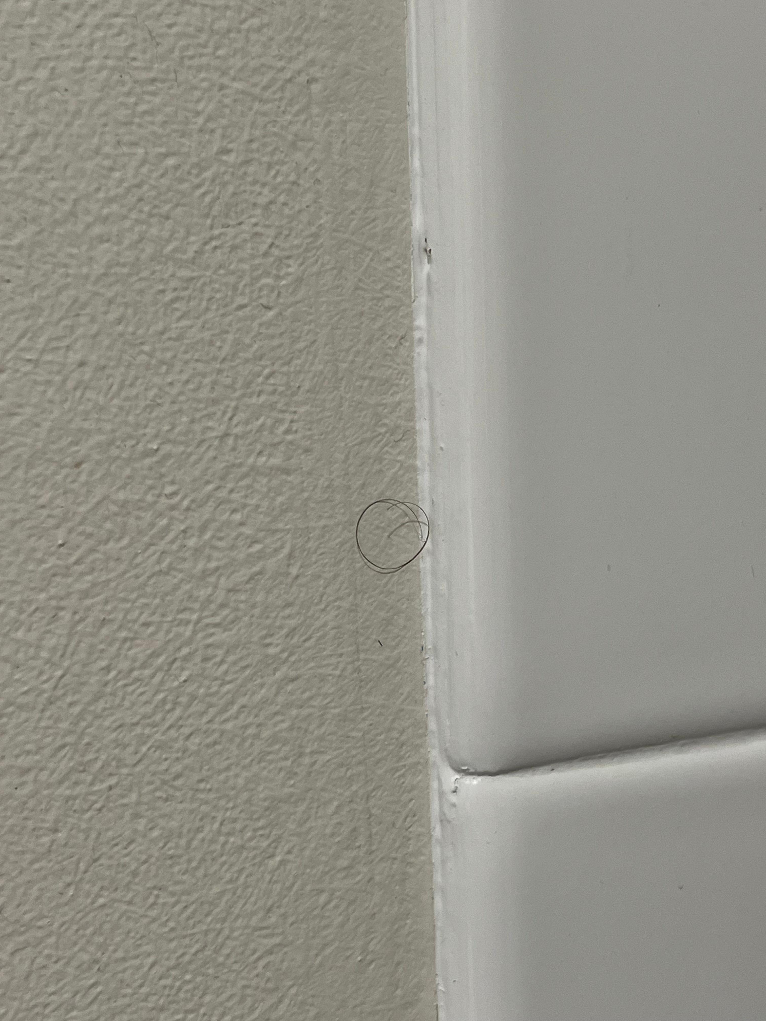 Pubic hair on the shower wall