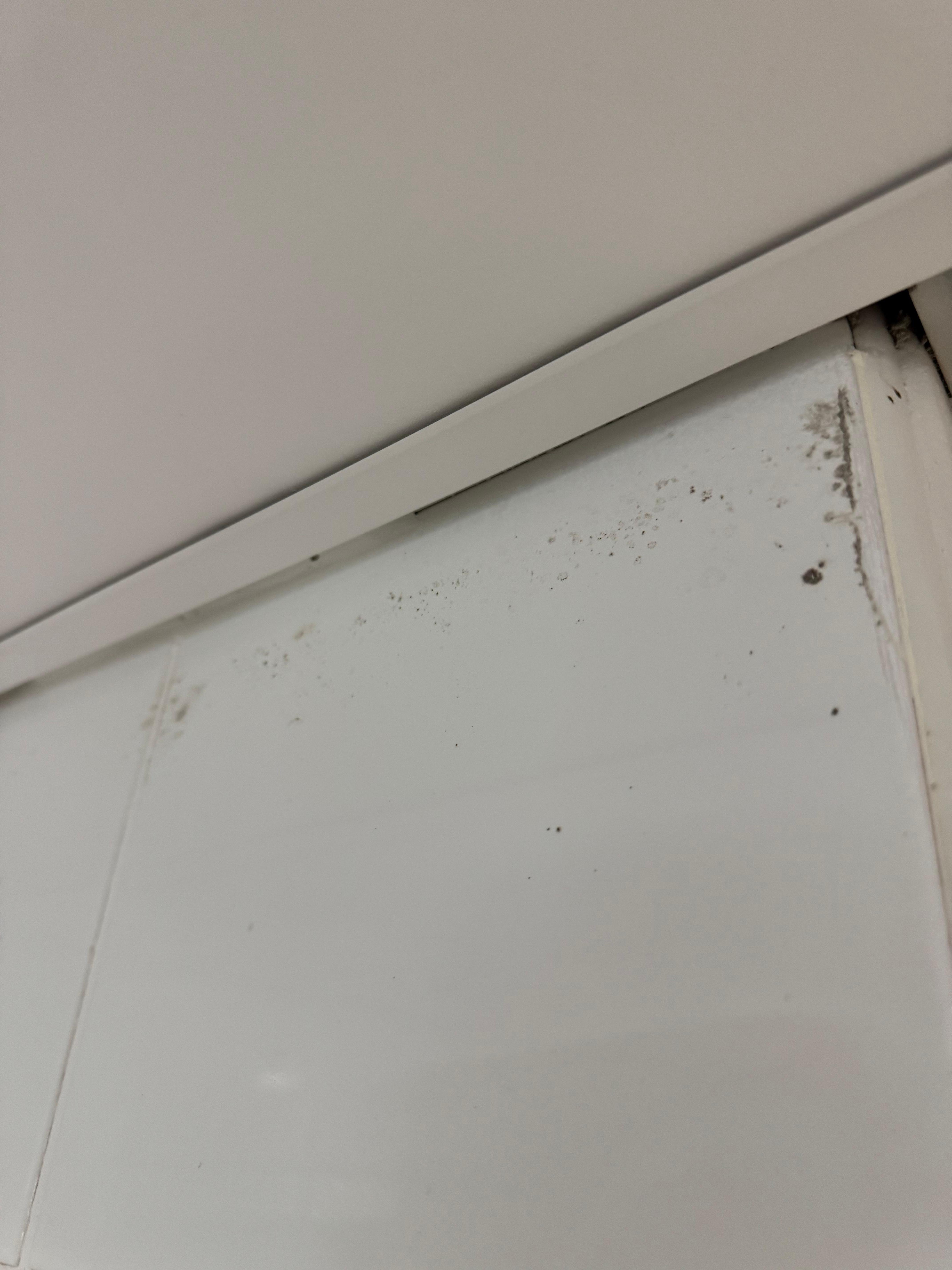 Black Mould in bathroom 