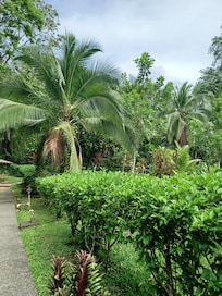 The grounds