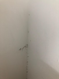 So sah aus,voll mit Ameisen