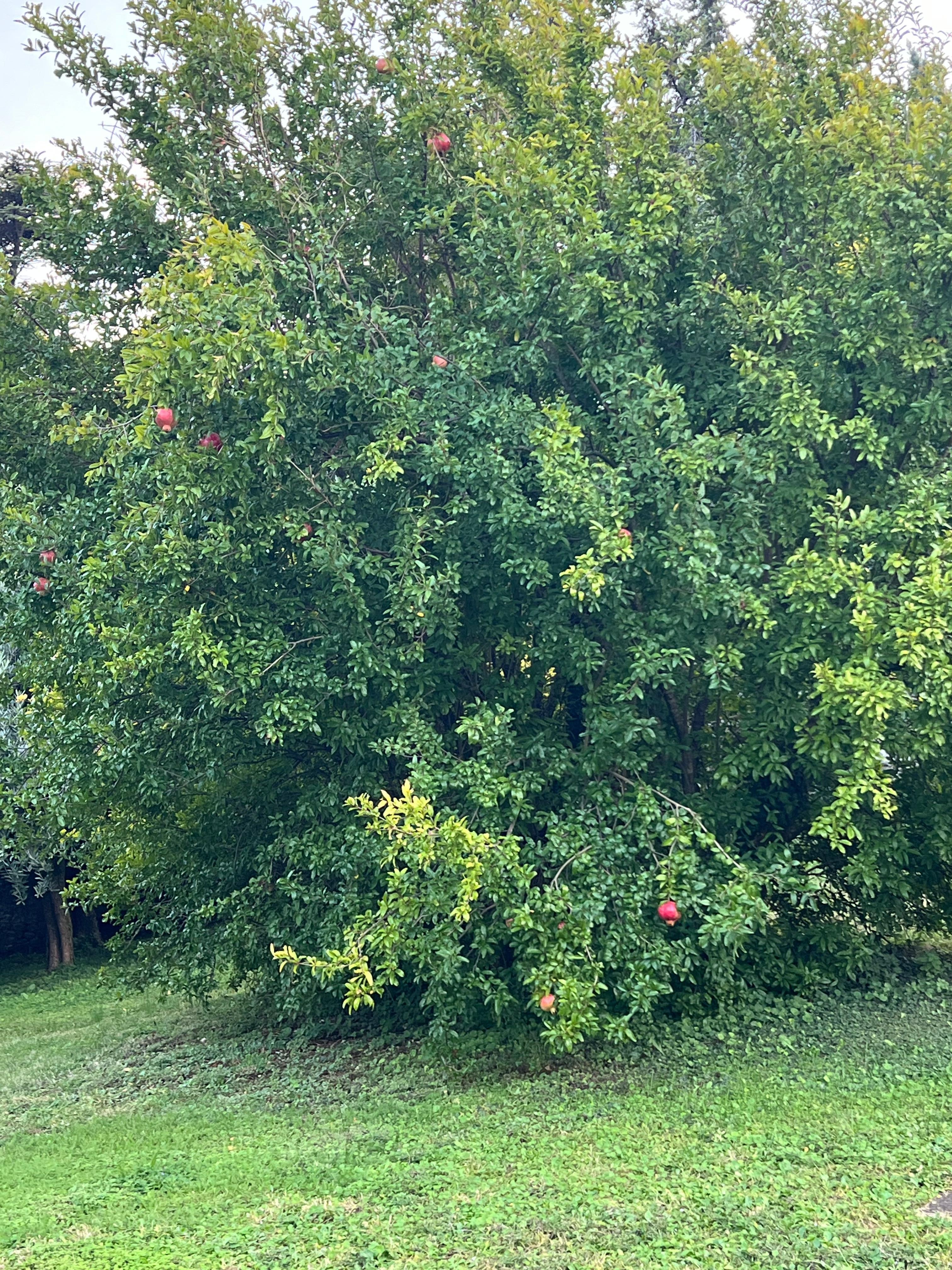 Pomegranate tree on property