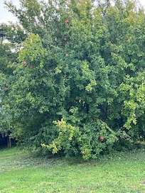 Pomegranate tree on property