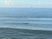 Dolphins!