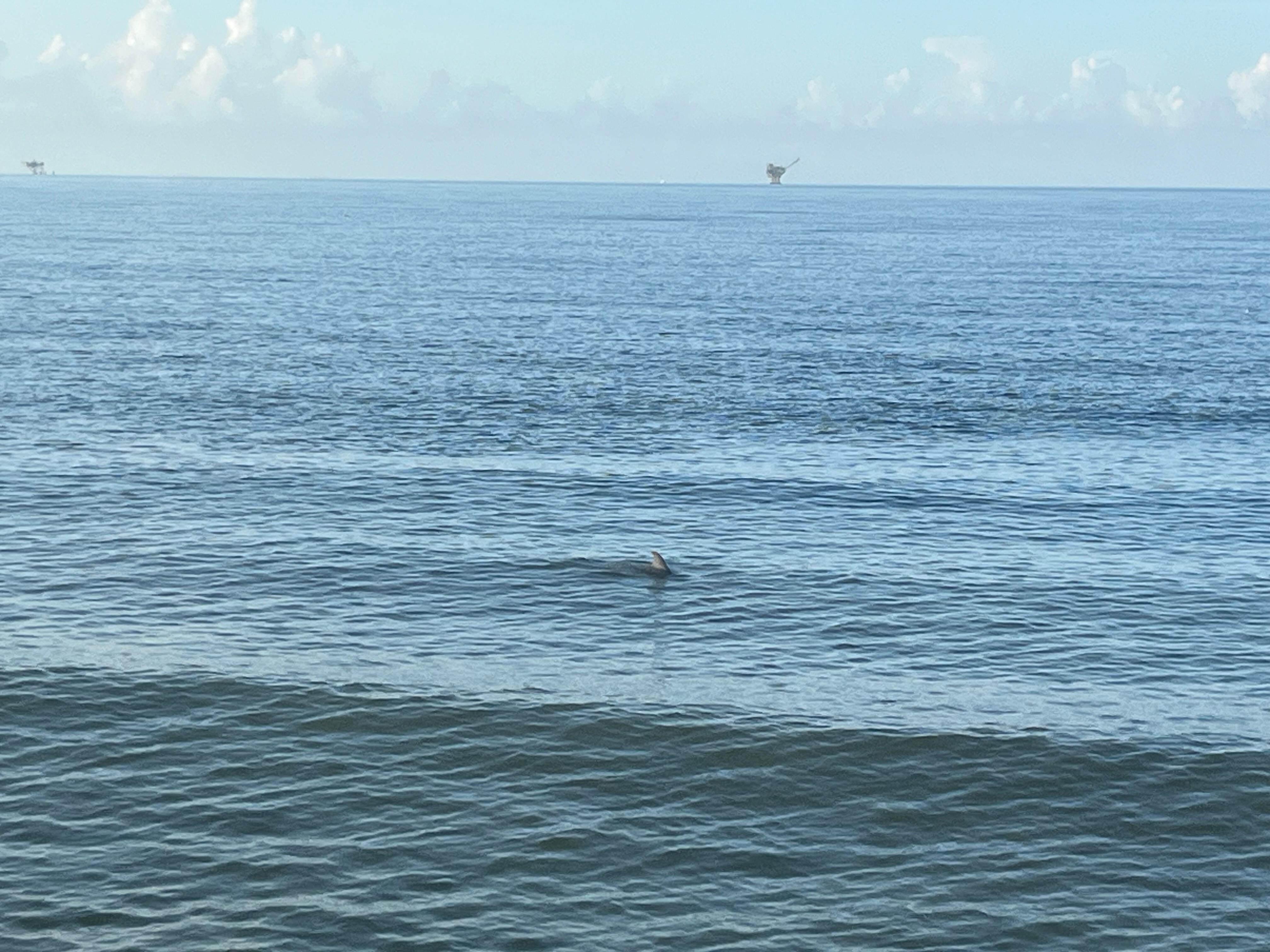 Dolphins!