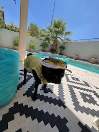 My pup relaxing in the shade! And loving it!
