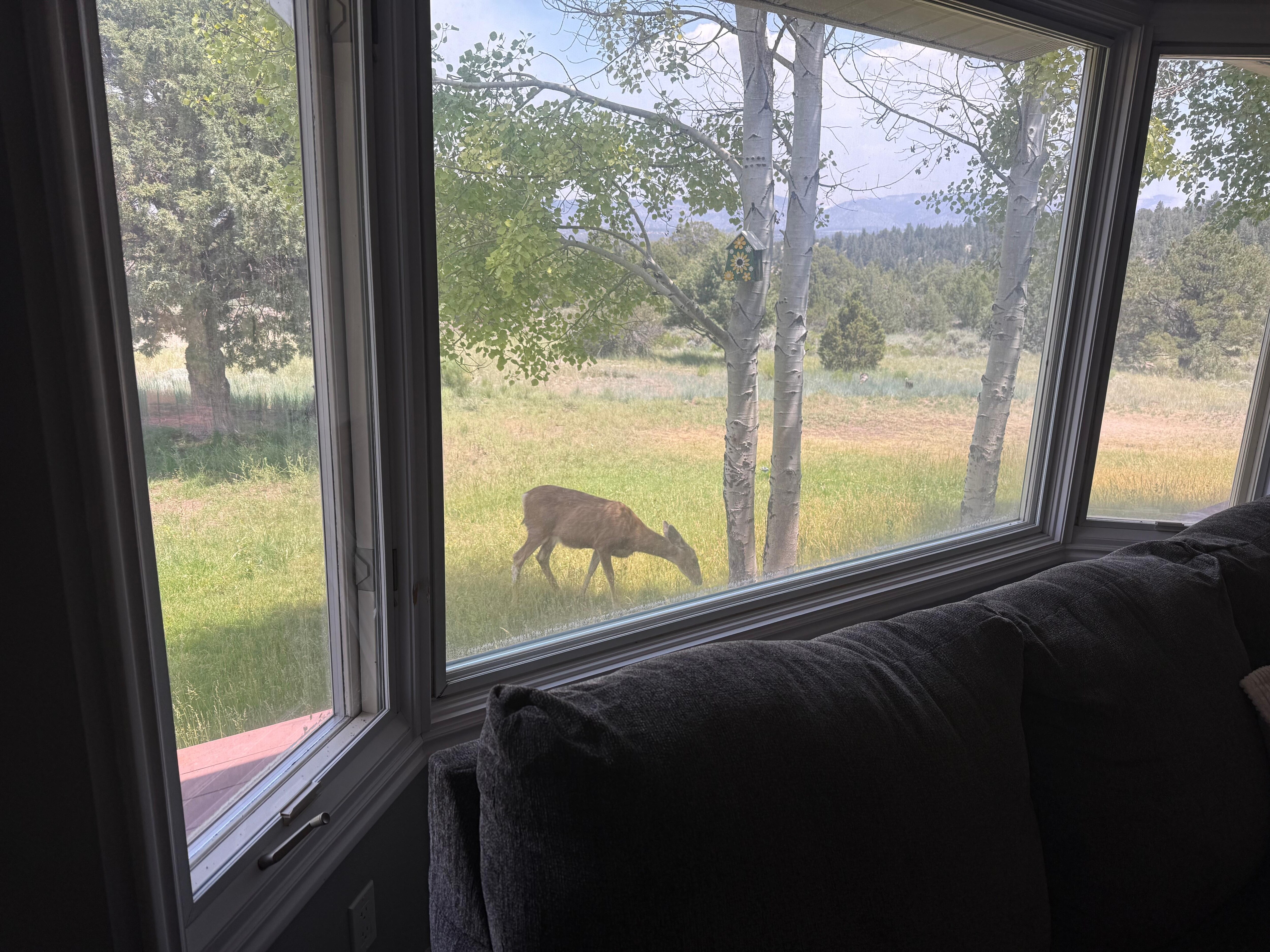 Deer right outside living room window 