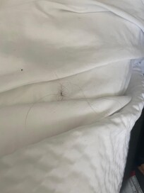 Hair found under the covers