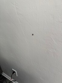 Bug walking on living room wall on Saturday morning