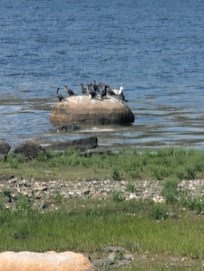 Cormorants sunning