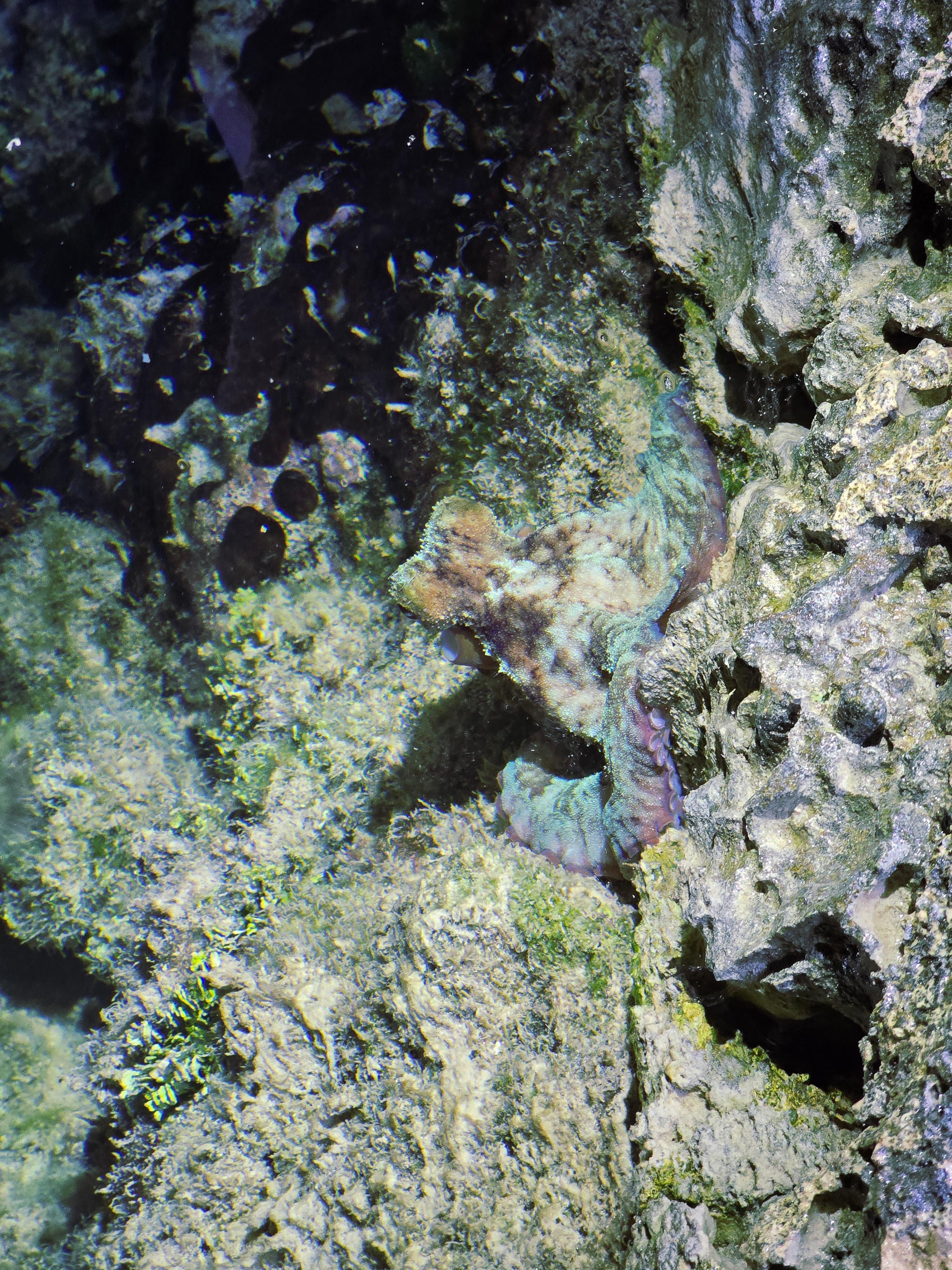 Octopus leaving at the snorkeling area. Plenty of see life.