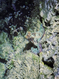Octopus leaving at the snorkeling area. Plenty of see life.