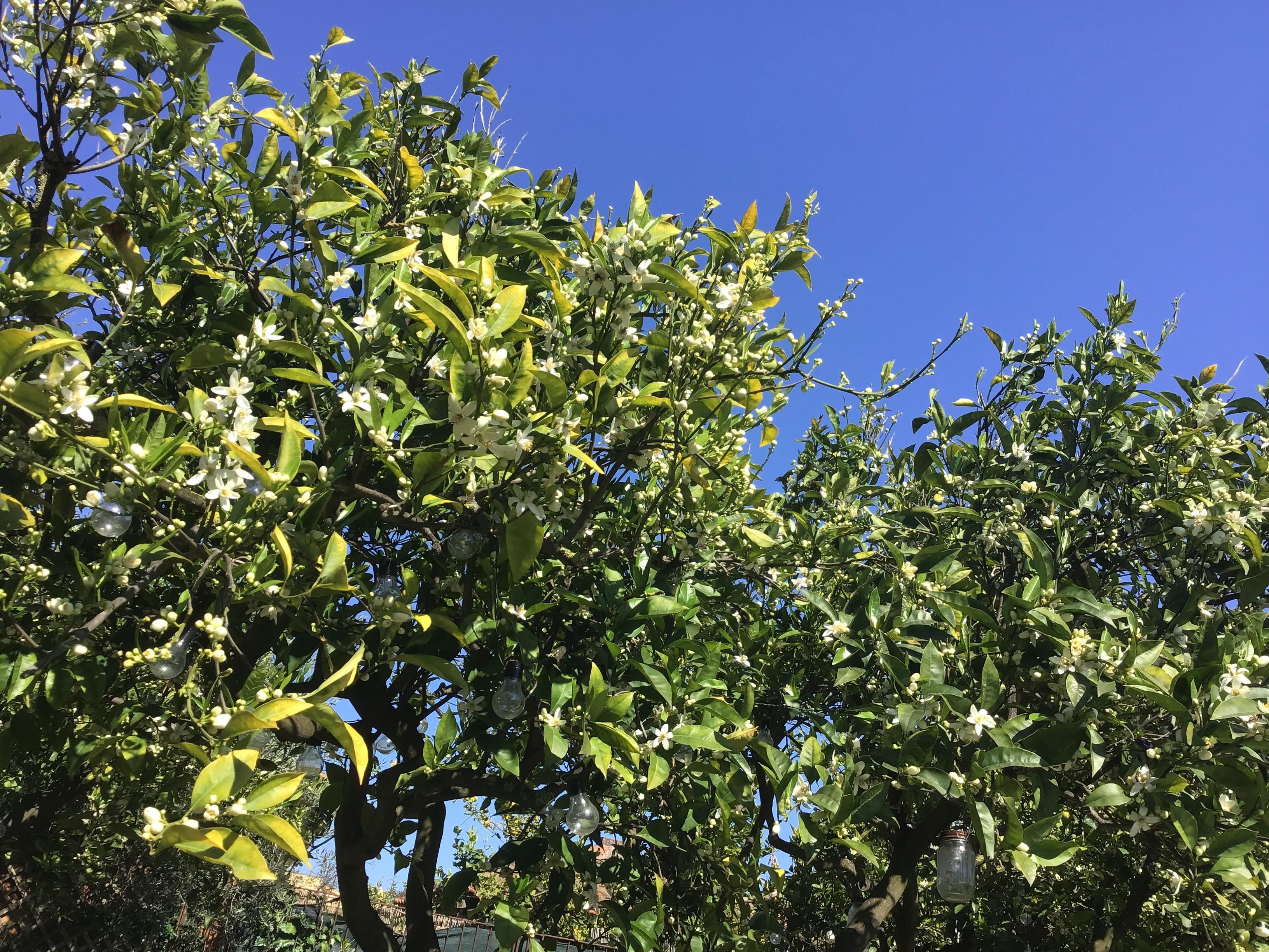 Blooming citrus