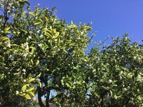 Blooming citrus