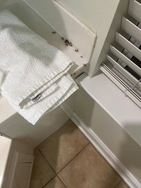 The family of ants hiding behind said towel.