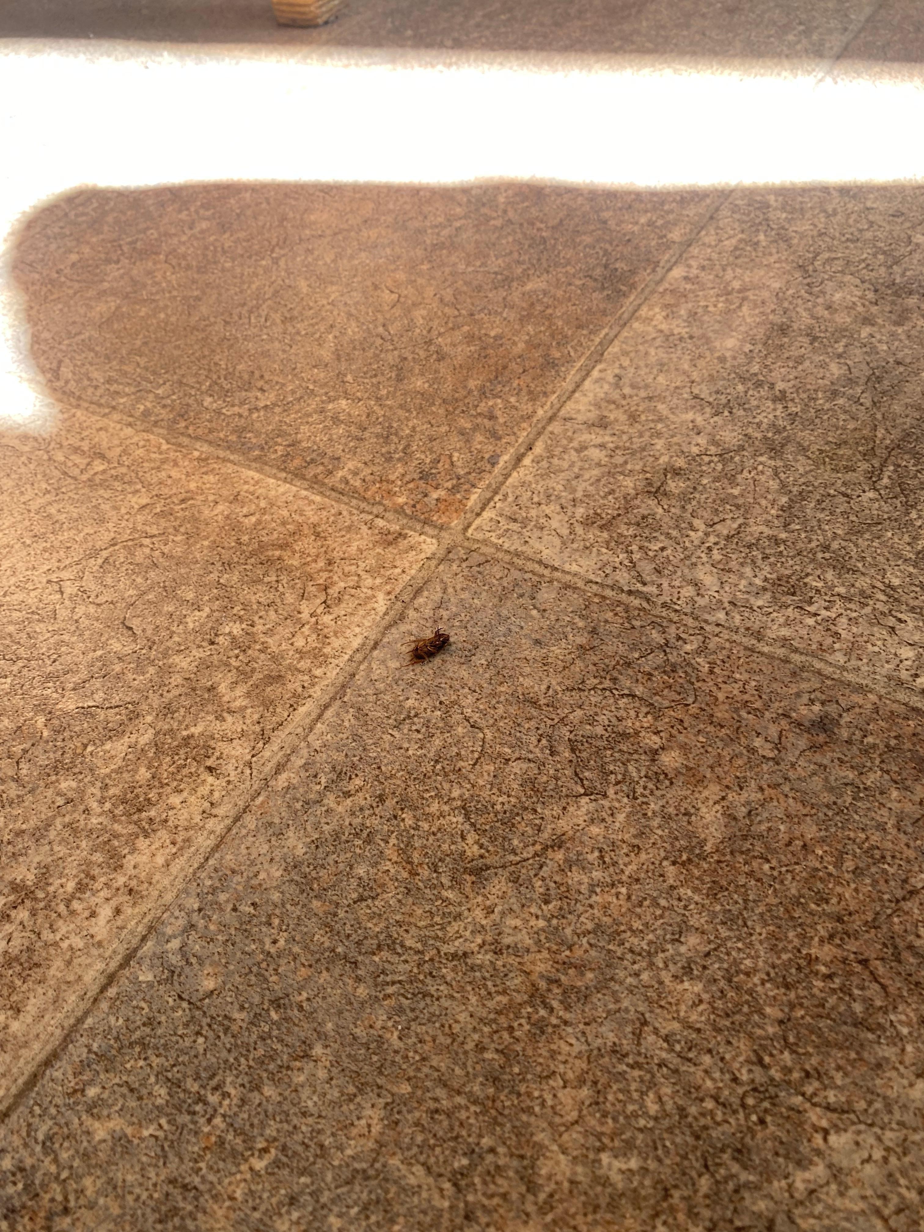 Dead roaches inside!!