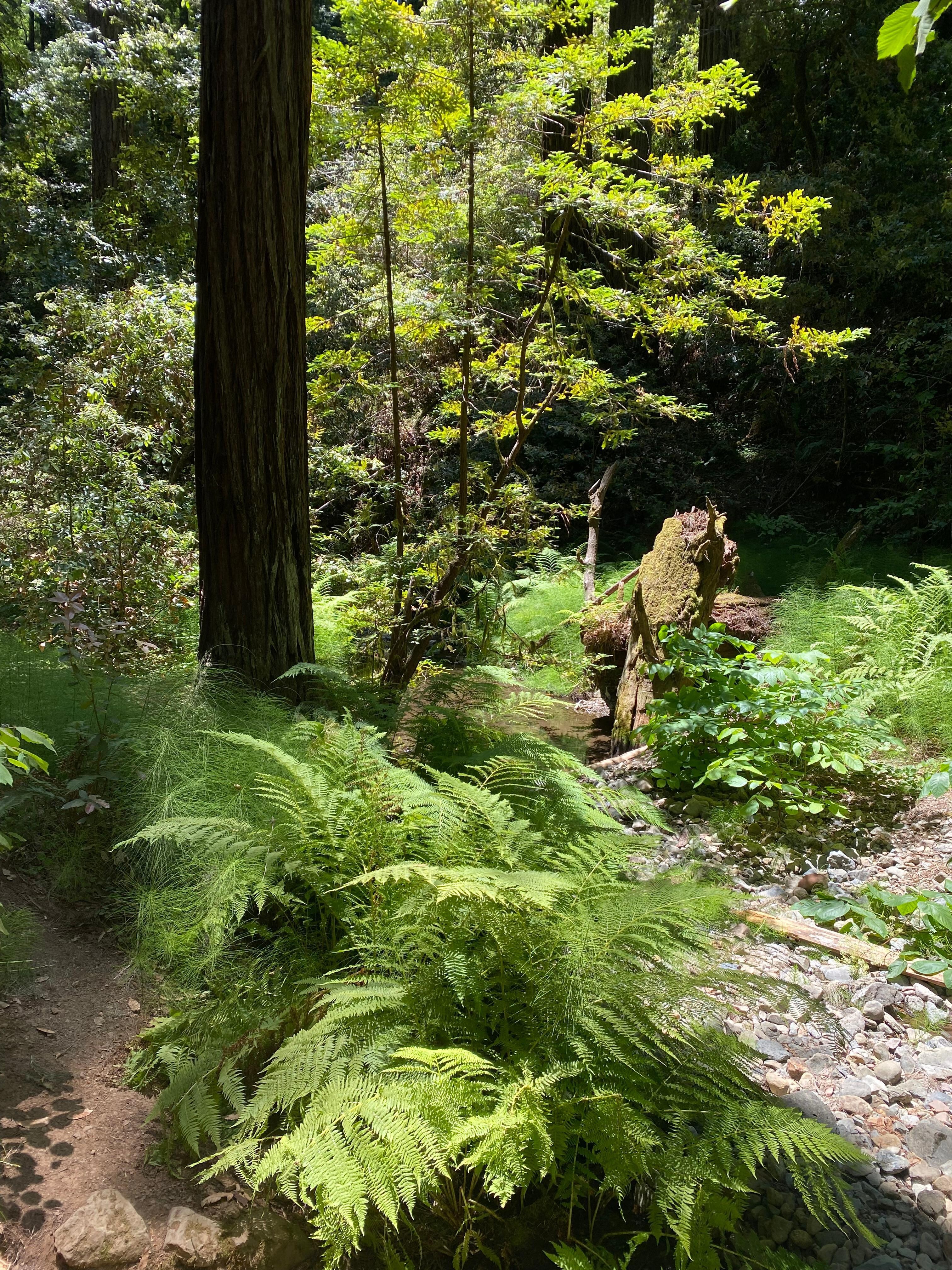 Muir Woods