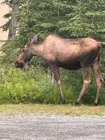 Moose in backyard