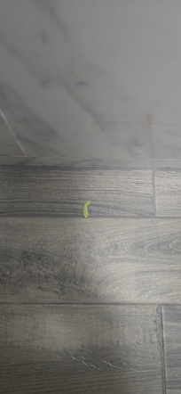 Hair on sheets