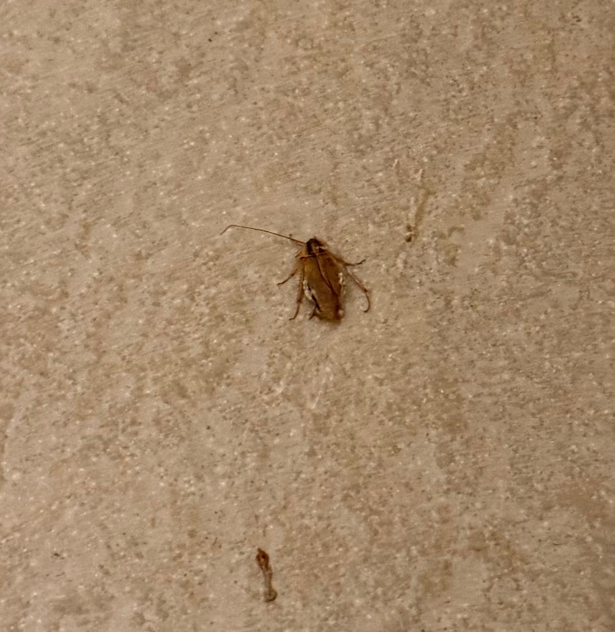 We ended up killing it right away. But then realized we had to buy new shoes and everything, don’t want eggs 