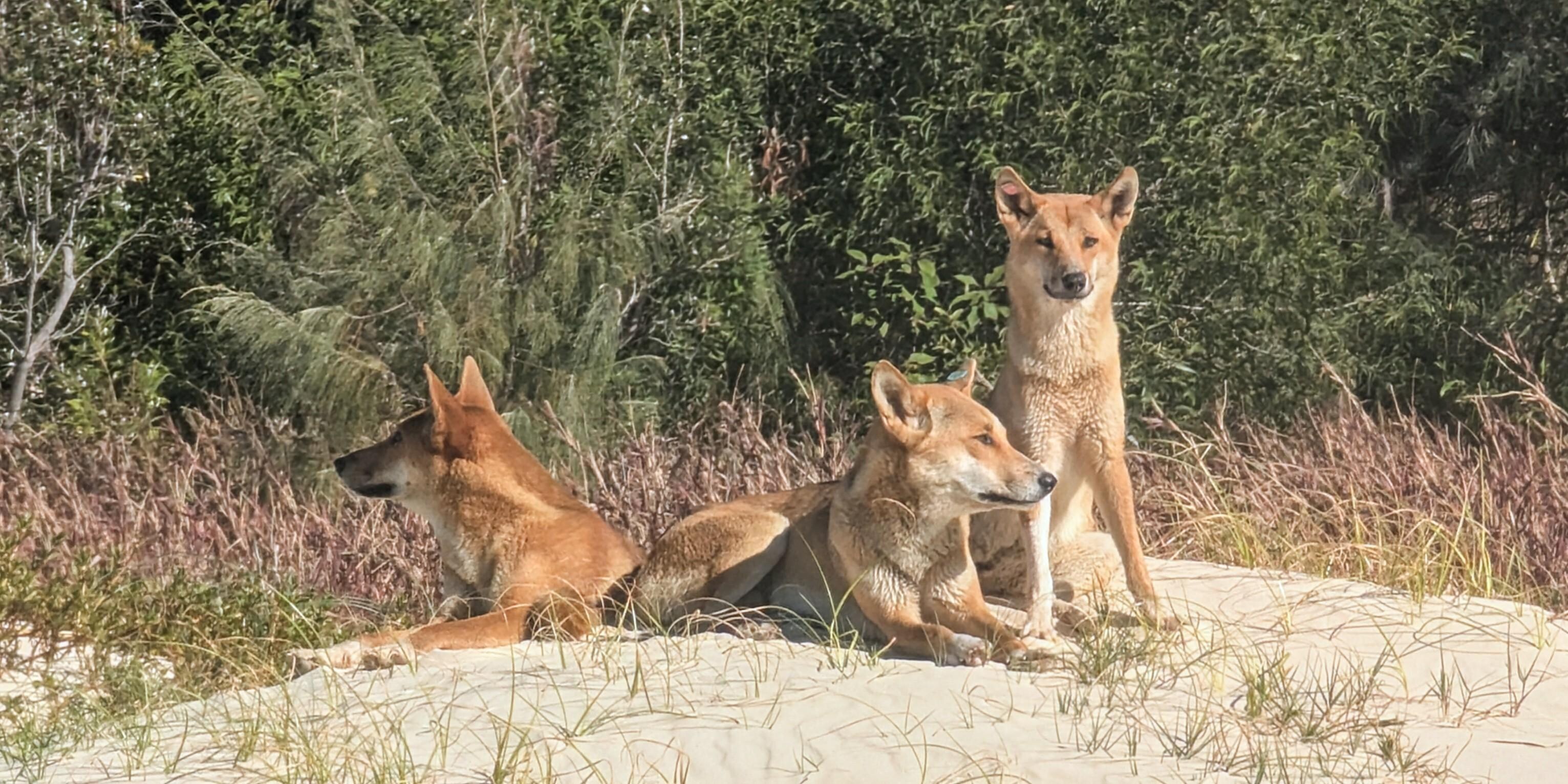 A few locals 