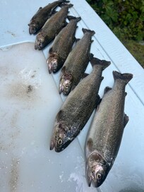 Caught a few fish the last day after all the rain!!