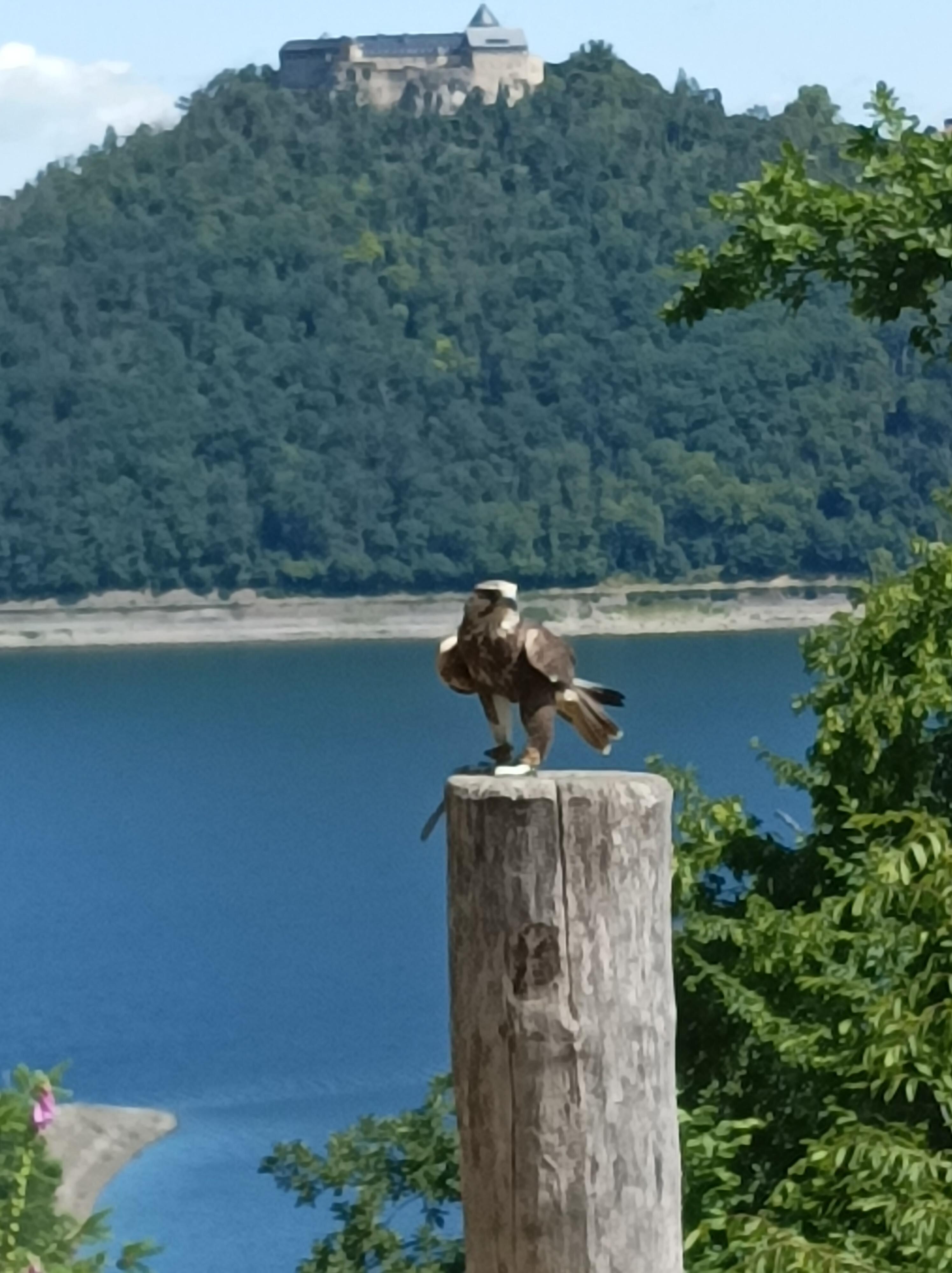 Wildpark Edersee 