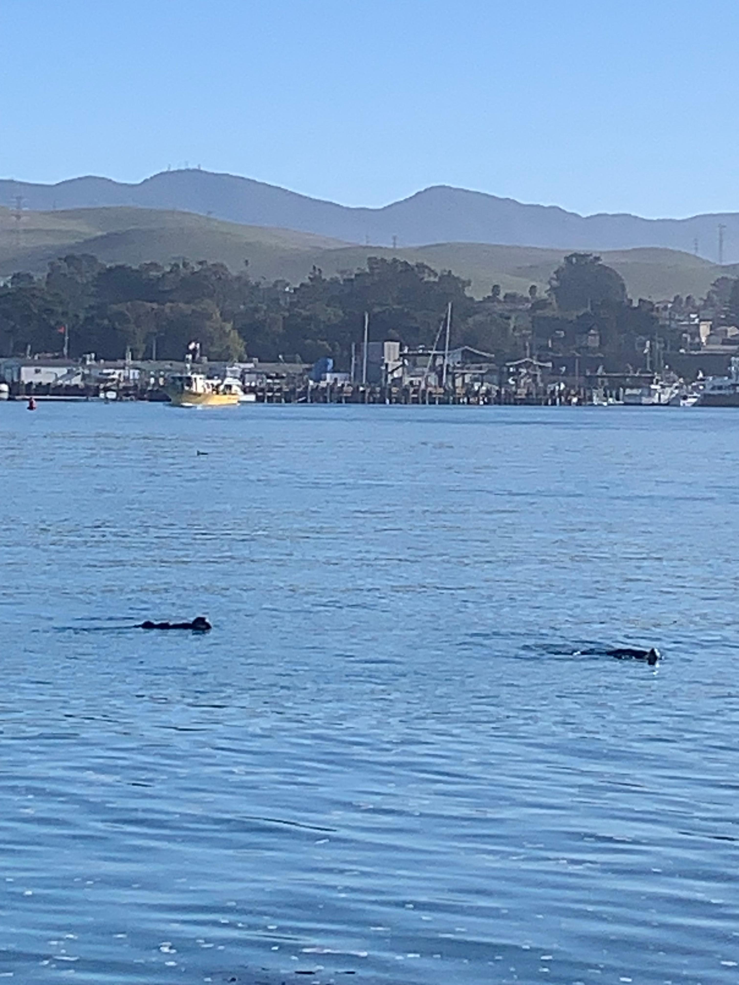 Otters at play at Morro Rock