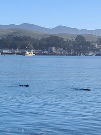 Otters at play at Morro Rock