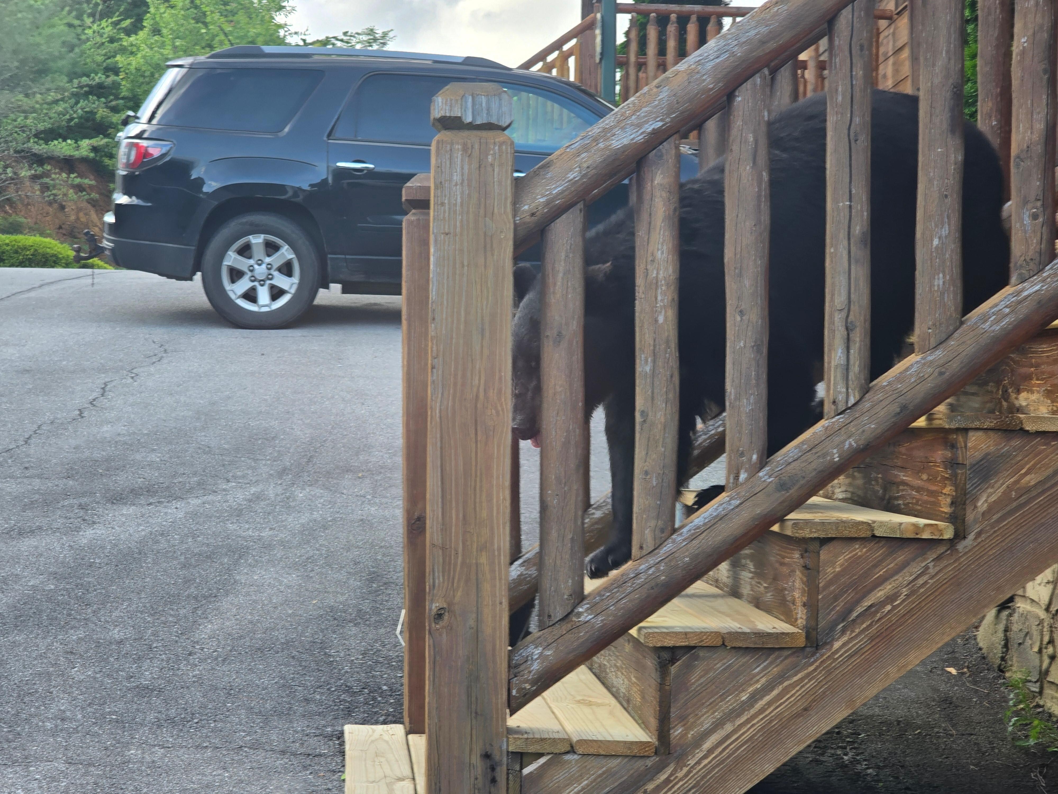 Our visitor was waiting for us at the bottom of the stairs when we returned home.