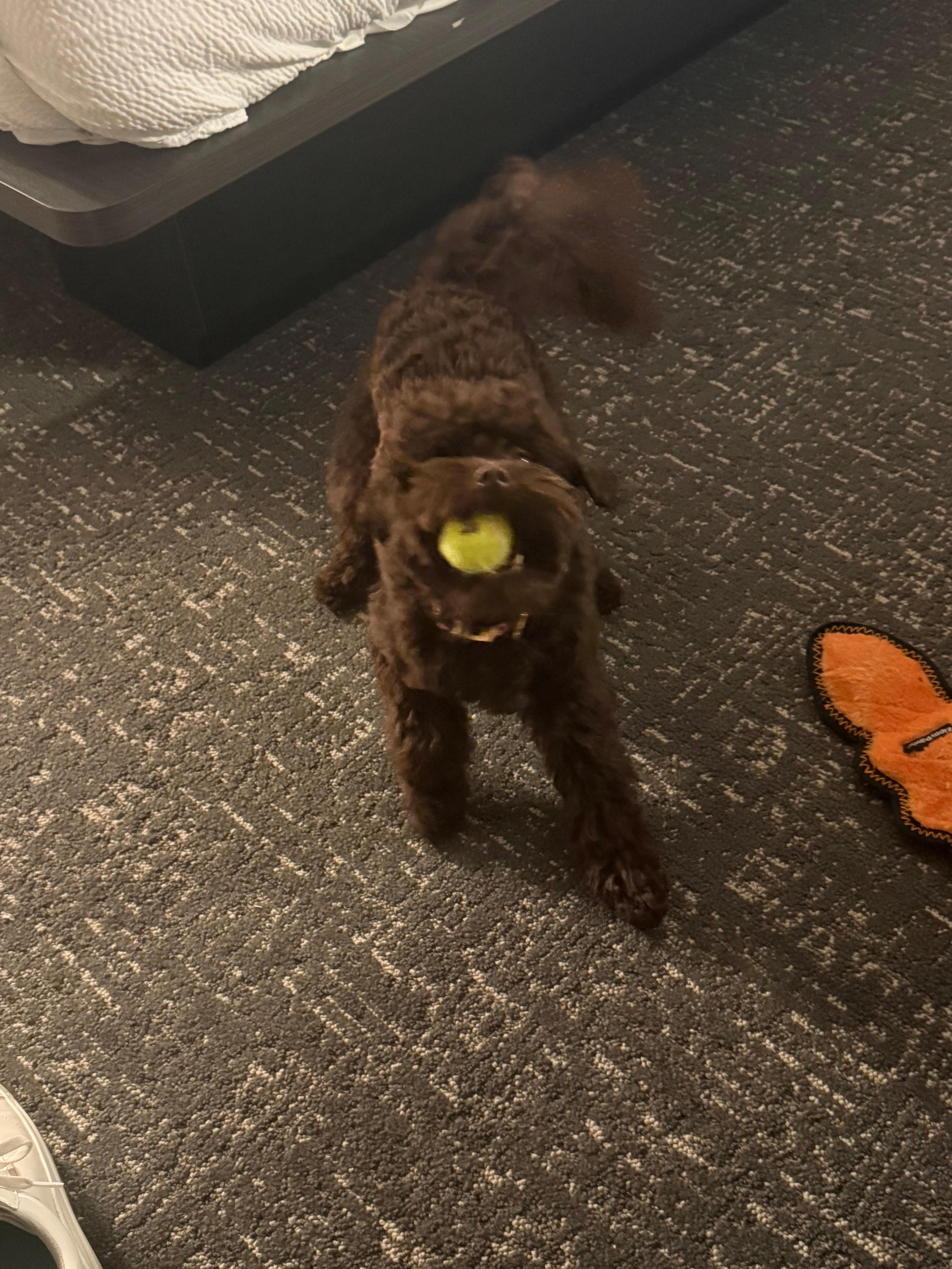 Was a happy dog 🐕 