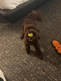 Was a happy dog 🐕