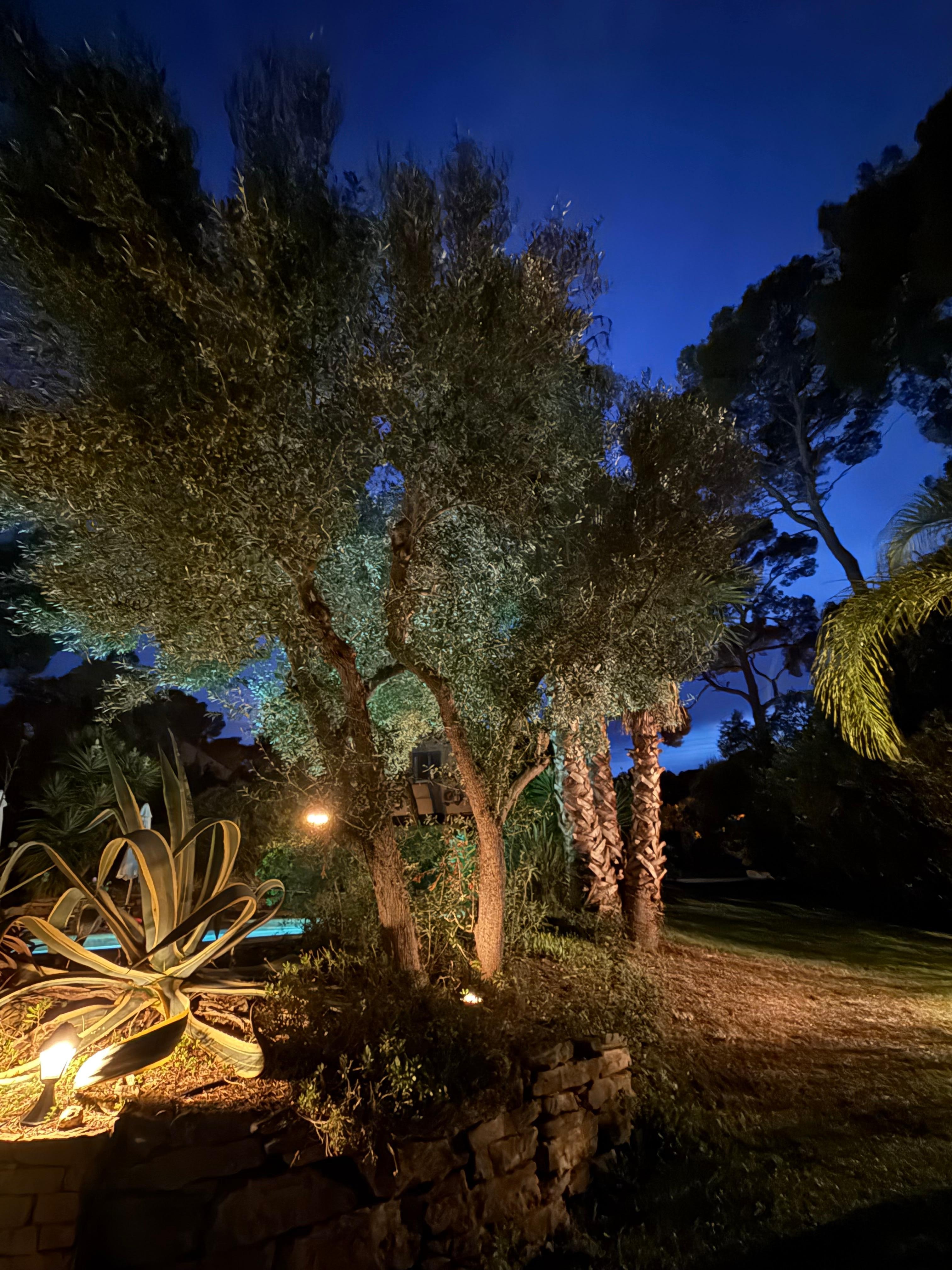 Garten bei Nacht